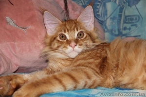 Котята мейн кун. #351969