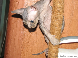 Продам алиментного котенка породы девон-рекс #364061