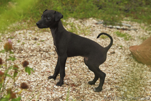 ПРОДАЕТСЯ ПЕРСПЕКТИВНЫЙ щенок левретки #326669