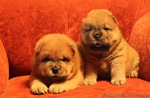 чау-чау от чемпиона #358834