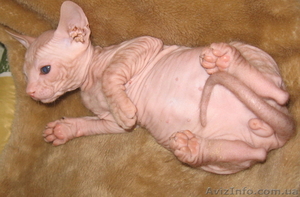 Шикарные  голые котята Донского Сфинкса в Киеве. #362802