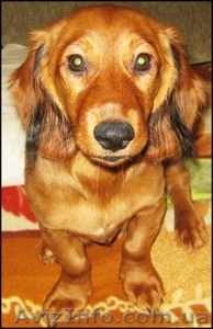 Продам щенка длинношерсной таксы #356853