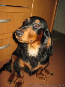 Продаю щенка длинношерсной таксы #356848