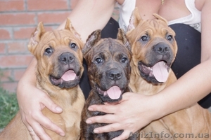 Щенки кане корсо от титулованых родителей #365744