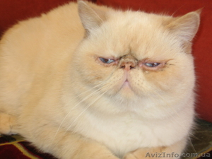 Экзот плющевый 10 месяцев #342766