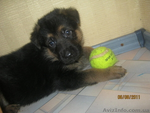 Продажа щенков элитной собаки(Немецкой овчарки) #365202