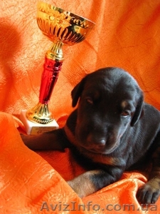 Перспективный щенок добермана #365684