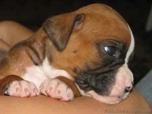 ПРОДАЮ ЩЕНКИ БОКСЕРА #354888