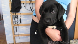 продам лабрадорчиков #366260