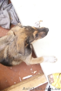 Отдам щенка в хорошие руки #350854