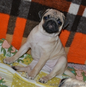 Мопс. Родословная КСУ #360052