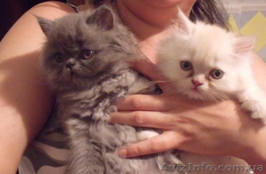 Котята-персы продам #357216