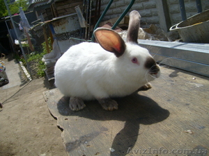 Продам кролей Новозеландца и Килифорнийского #346610