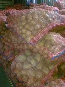 Картофель                                     #351366