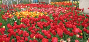 Луковицы сортовых Тюльпанов #344704