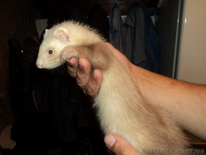 фретки паастель-шампань и альбинос #365590