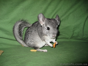 Шишнилла-мальчик,  5 мес. #358197