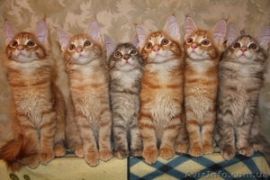 Котята  мейн кун. #351135