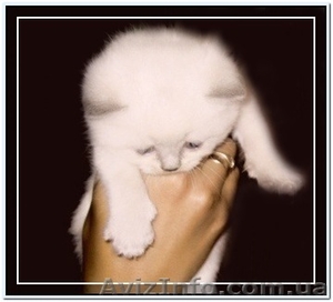 Котята шотланские страйт  #359344