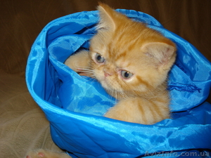 ПЕРС-ЭКЗОТ за 499 грн.   #344441