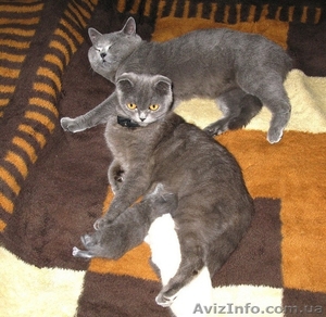 КОТЁНКА  шотландского (страйт) #340191