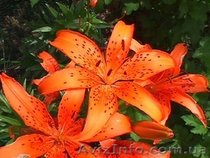 Продажа луковица лилии #367519