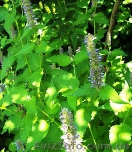 семена лекарственных растений #353454