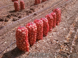 Лук репчатый от производителя #364605