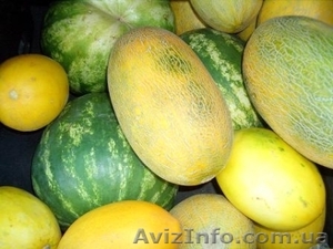 Продам арбуз и дыню оптом #348662