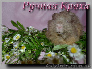 Морская свинка,  шелти,  самка,  лиловый/шафран #341160