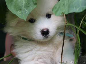 Щенки самоедской лайки #341170