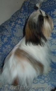 Ши-тцу - продаётся подрощенная сука ши-тцу. #356434