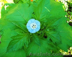 никандра физалисовидная #350536