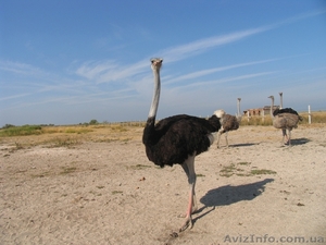 «День Независимости» на Обиточной косе (Азовское море).  #339054