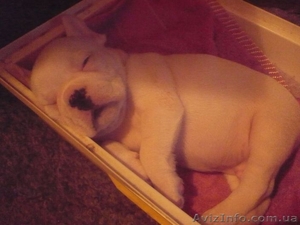 Французский бульдожек #354709