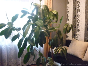 Фикус каучуконосный #345204