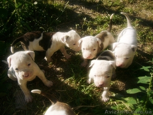 Хорошие щенки Американский бульдог #362831