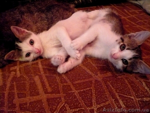 МЫ СКУЧАЕМ ЗА ТОБОЙ,  ХОЗЯИН! #358475