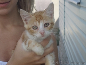 Отдам котенка девочку Яссю в хорошие руки #348728