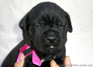 кане корсо итальяно #351604