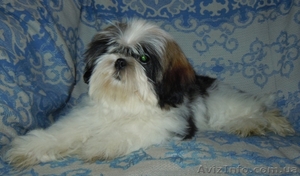 Ши-тцу - продаётся щенок сука. #356430