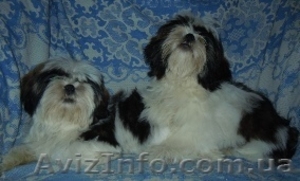 Ши-тцу - щенки разного возраста. #356442