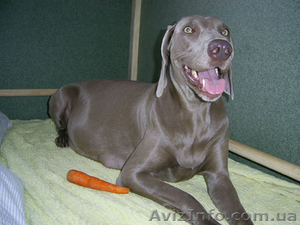 Передержка собак в Киеве,  пансион для собак в квартире #366100