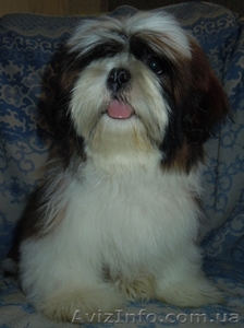 Ши-тцу - продаётся щенок кобель. #356423
