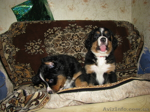 Щенки бернского зенненхунда  #341454