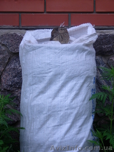 Помет перепелиный  #308877