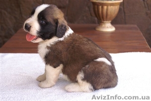 Продажа щенков московской сторожевой. Украина #350167