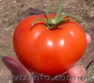 ПРОДАМ ПОМИДОР КРУГЛЫЙ  #338486