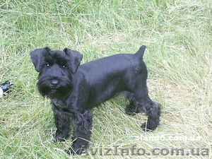 Продам цвергшнауцера за 1 500 грн. #348409