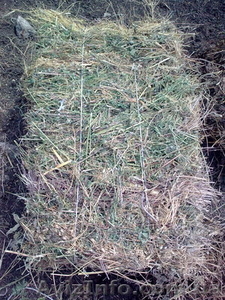 сено тюкованое разнотравие #339774